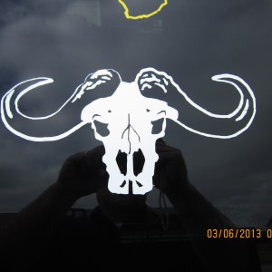 Buffalo Decal Stickers