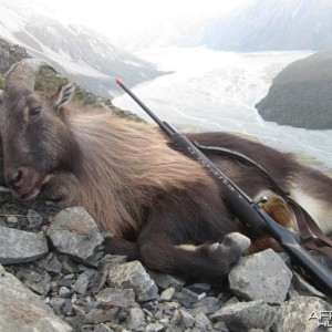 Tahr