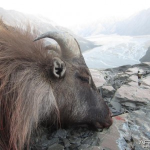 Tahr