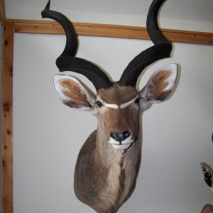 Kudu