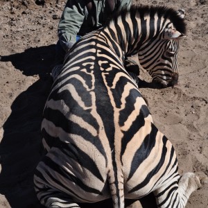 Plains Zebra