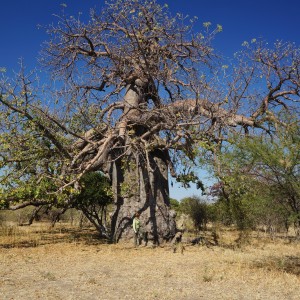 Baobab Tree