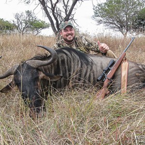 Blue Wildebeest