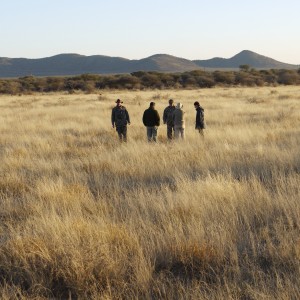 Hunting Cheetah in Namibia