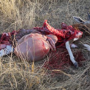 Cheetah fresh young Blesbok kill