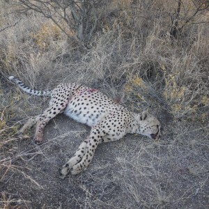 Cheetah hunted with Ozondjahe Hunting Safaris Namibia