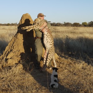 Cheetah hunted with Ozondjahe Hunting Safaris Namibia