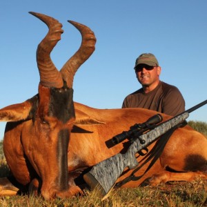 Hartebeest