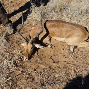 24" Impala