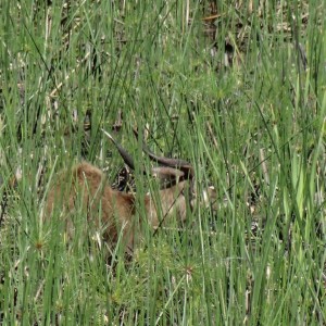 Sitatunga Uganda