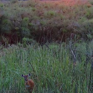 Sitatunga Uganda