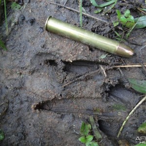 Nice Sitatunga bull track Uganda