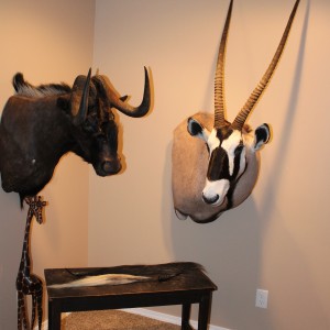 Gemsbok and Black Wildebeest