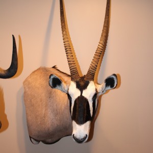 Gemsbok