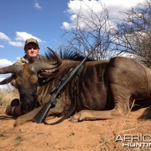 Blue Wildebeest