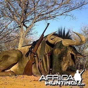 Wildebeest trophy