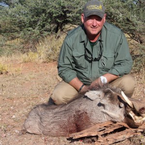 Namibia warthog