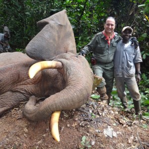 Forest Elephant