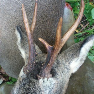 Roe buck