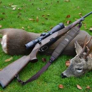 Roe buck