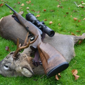 Roe buck