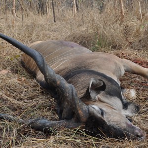 Lord Derby Eland hunt Central African Republic