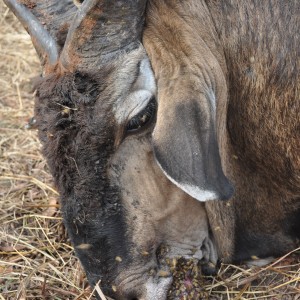 Lord Derby Eland hunt Central African Republic