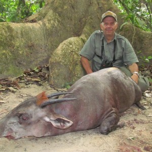 Yellow Back Duiker hunt with CAWA in CAR