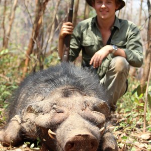 Giant Forest Hog hunt with CAWA in CAR