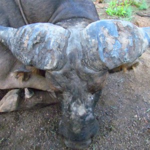 Buffalo hunt with CAWA in CAR