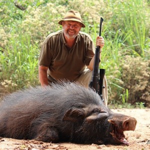 Giant Forest Hog hunt with CAWA in CAR