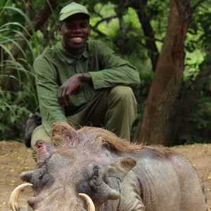 Warthog hunt with CAWA in CAR