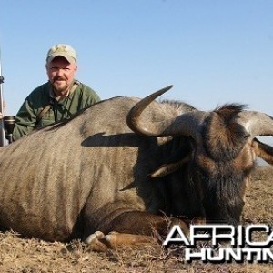 Blue Wildebeest