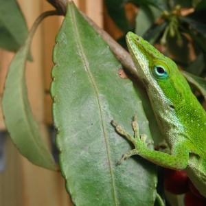 Green Anole