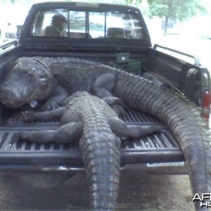 LOUISIANA'S LARGEST ALLIGATOR