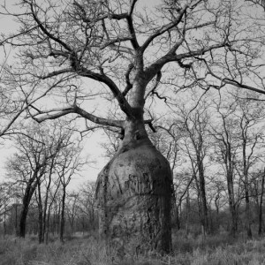 Baobab