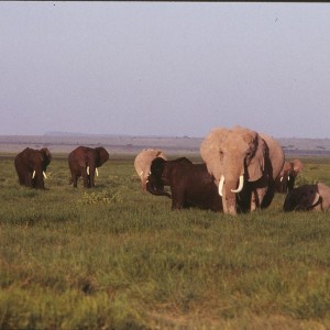 Kenya 1995 Elephants