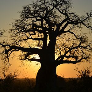 Baobab