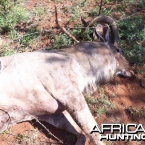 Kudu bull