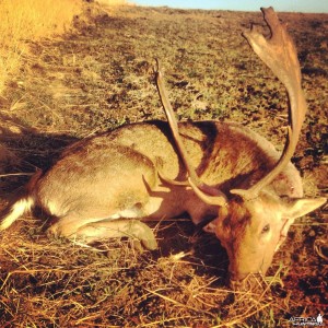 Fallow Deer