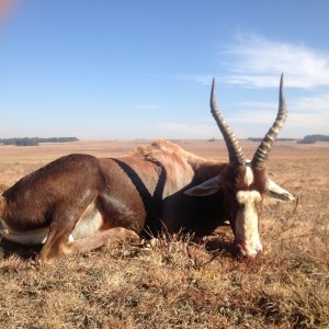 Blesbok