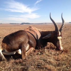 Blesbok