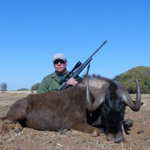 Black Wildebeest