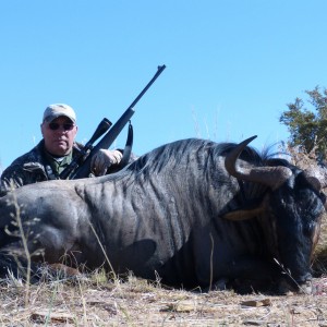 Blue Wildebeest