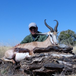 Springbok