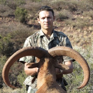 29 1/4 Barbary Sheep