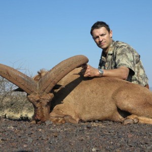 29 1/4 Barbary Sheep