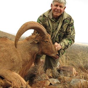 My Dad's 27.5" Barbery Sheep