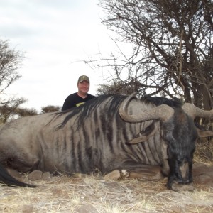 Blue Wildebeest hunt with Wintershoek Johnny Vivier Safaris