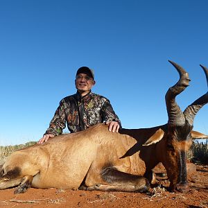 Hartebeest hunt with Wintershoek Johnny Vivier Safaris